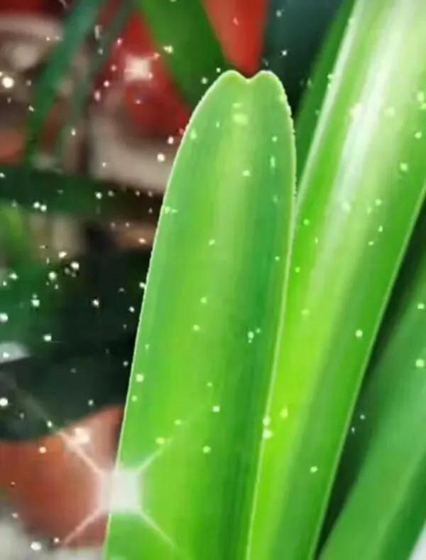 貴族君子蘭&mdash;&mdash;毛蘭