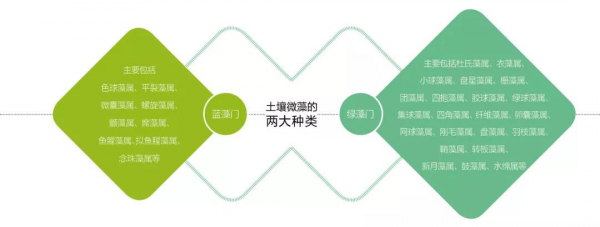 微藻生物技術助推草莓提質增產