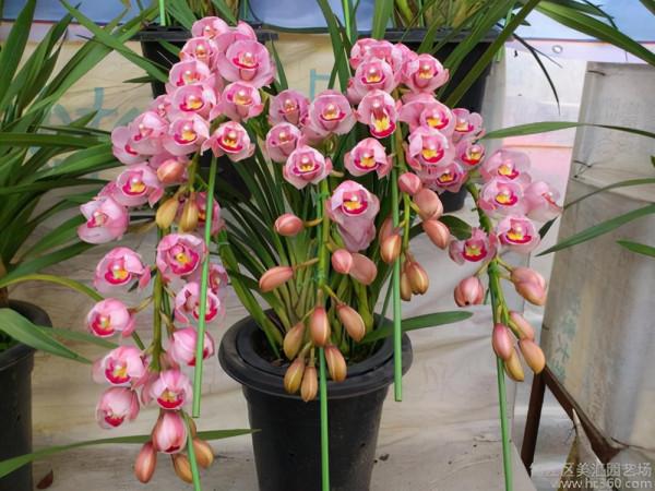 盆栽大花蕙蘭的養護簡單，花開絢麗多姿，輕鬆爆盆