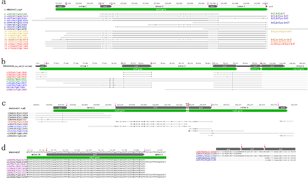 睡蓮屬植物細胞器RNA轉錄後加工研究取得進展