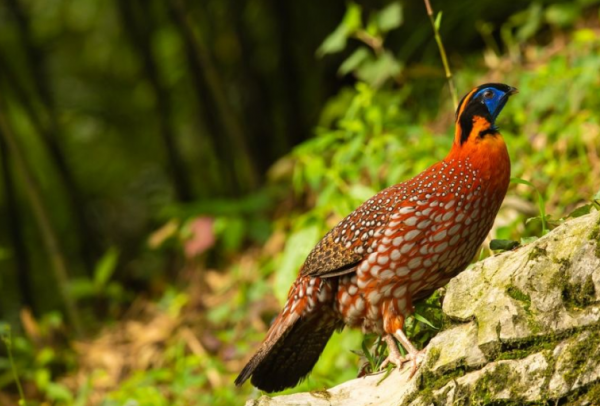 瀕臨滅絕的鳥類有多漂亮？黑頭角雉和黑鸛告訴你，什麼才是氣質