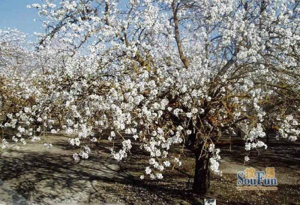 冬至||冬至上墳 冬至||冬至上墳