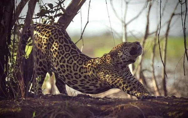 動物界中的龐然大物抓拍,都是動物界中的扛把子,無比壯觀震撼 動物界中的龐然大物抓拍,都是動物界中的扛把子,無比壯觀震撼