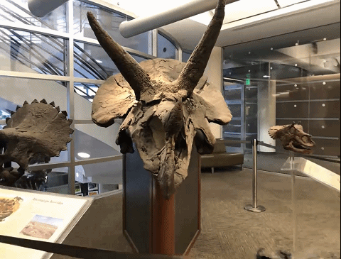 神經輻射場去掉「神經」，訓練速度提升100多倍，3D效果質量不減