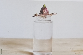 球根植物怎麼養？教你水培風信子