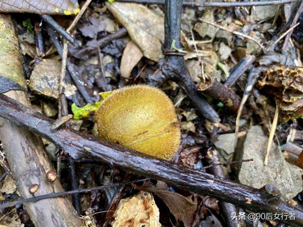 距成都80多公里的冷門徒步勝地，山中風景原始，古道滄桑古廟深藏