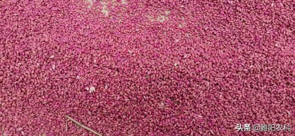 噻蟲嗪和吡蟲啉都是優秀的拌種劑,小麥拌種,到底選哪個好 噻蟲嗪和吡蟲啉都是優秀的拌種劑,小麥拌種,到底選哪個好