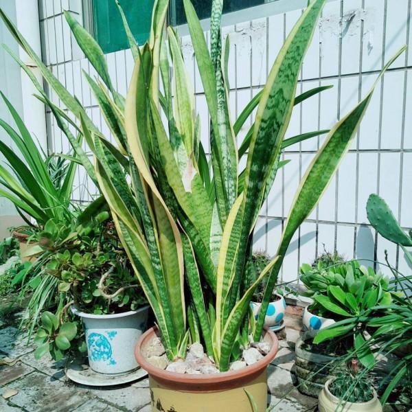 5種“漂亮花”特怕冷，低溫下澆水？凍死一片，現在保溫才關鍵