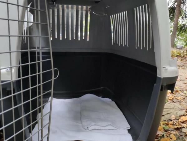 帶狗狗坐飛機,意外失蹤卻無人告知,一週後在機場郊外找到 帶狗狗坐飛機,意外失蹤卻無人告知,一週後在機場郊外找到