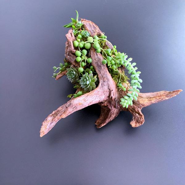 天然的木頭，呆萌的多肉，不一樣的美