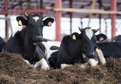 寒冬時節,奶牛牧場如何安全越冬? 寒冬時節,奶牛牧場如何安全越冬?