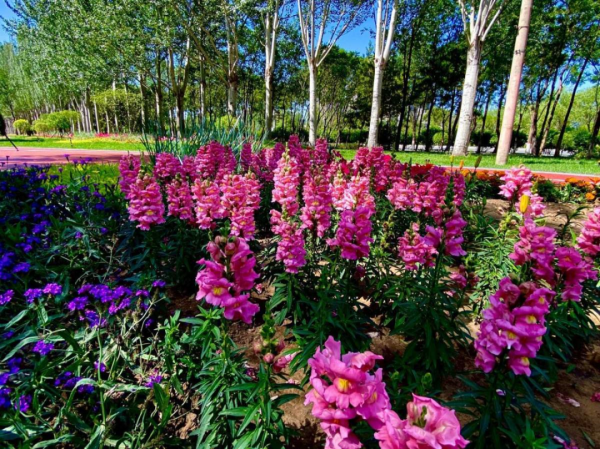 1種花長得像金魚，耐寒好養活，種得越多越壯觀
