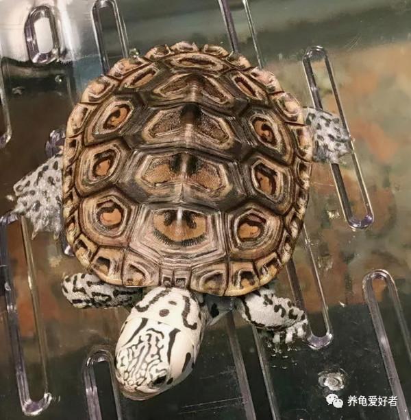 這些龜到底能不能冬眠,真的好糾結啊 這些龜到底能不能冬眠,真的好糾結啊