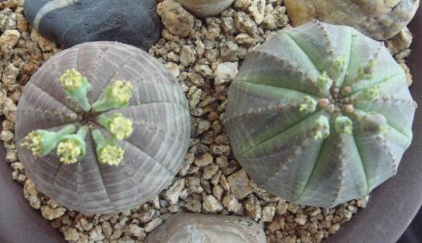 它和仙人掌養護方法相似，繁殖方式卻不一樣，你應該知道