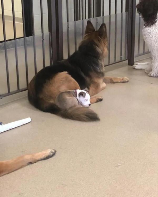 將狗子送去託管班，卻總是收到老師的批評：這哪裡是來上課的？