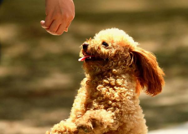 這些狗,一隻比一隻經典,都是很受歡迎的犬種 這些狗,一隻比一隻經典,都是很受歡迎的犬種