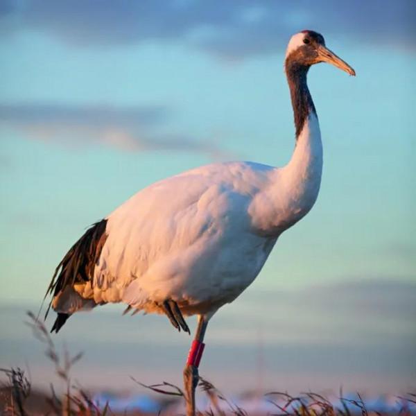 鳥的世界 鳥的天堂
