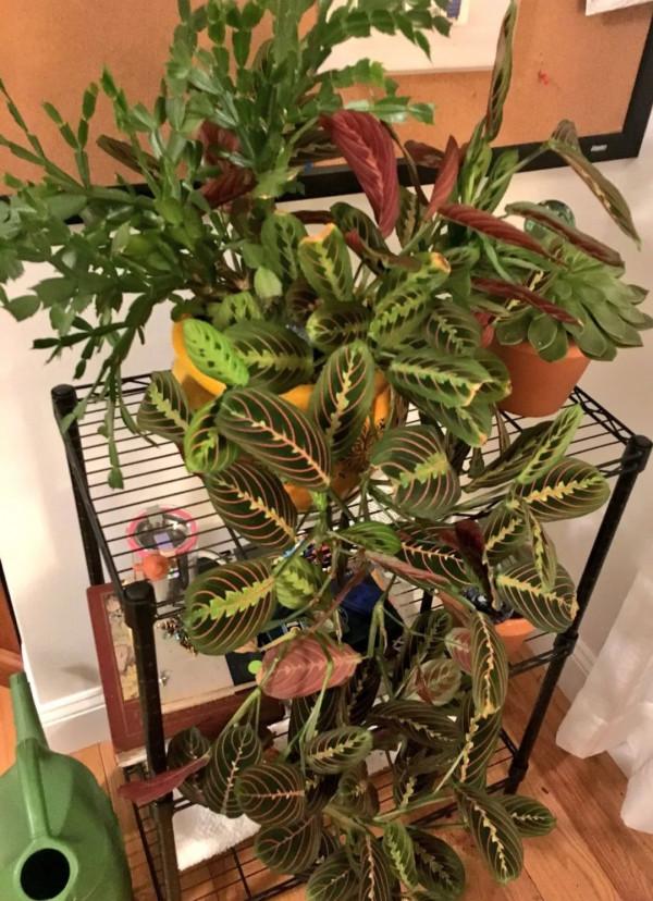 新手施肥指南，促進植物長葉開花很容易，選肥料和施肥時機很關鍵