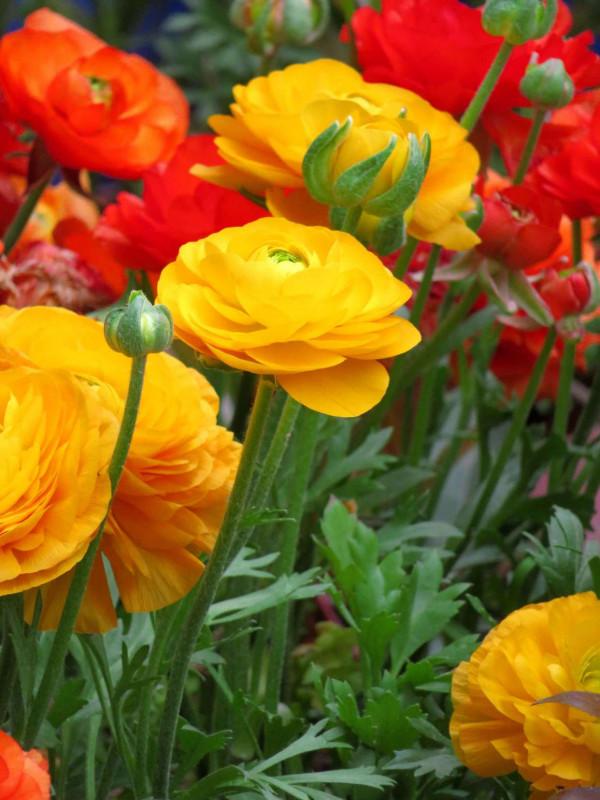 這些花名字不好聽,卻是神仙顏值!網友:真的被名字耽誤了一生 這些花名字不好聽,卻是神仙顏值!網友:真的被名字耽誤了一生