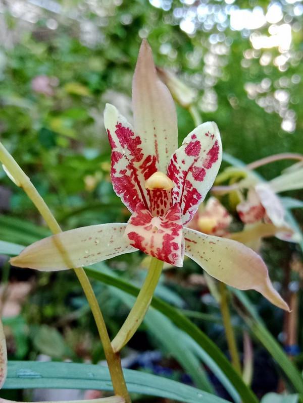 #陽臺小花園#又添新品種