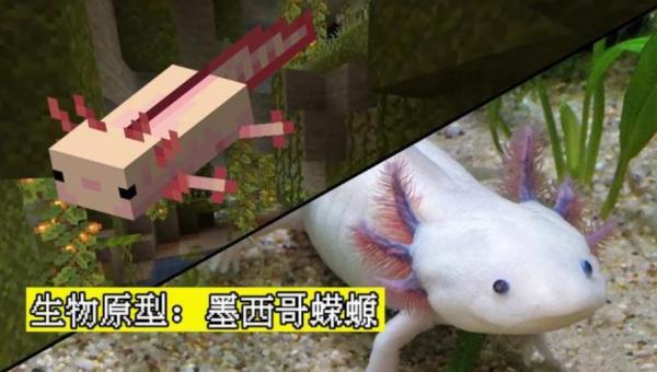 美西螈會哭泣？我的世界：關於美西螈，你可能不知道的16件事