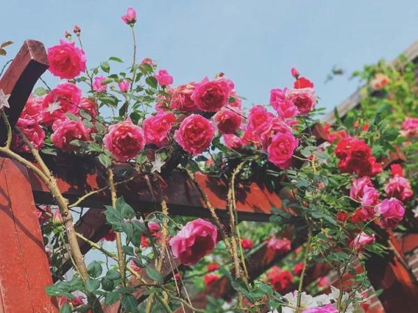 她改造的54㎡露臺花園，一個可在花叢中漫步的秘境，美不勝收