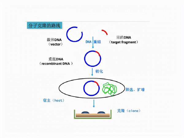 24年前就造出克隆羊,為何不克隆人?看看克隆羊的下場,多恐怖 24年前就造出克隆羊,為何不克隆人?看看克隆羊的下場,多恐怖