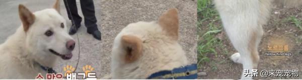 狗媽生了50只一模一樣的狗崽...裝監控、DNA鑑定只為找出渣爹 狗媽生了50只一模一樣的狗崽...裝監控、DNA鑑定只為找出渣爹