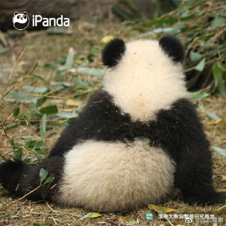熊貓寶寶不靠顏值取勝 靠背影就夠了 熊貓寶寶不靠顏值取勝 靠背影就夠了