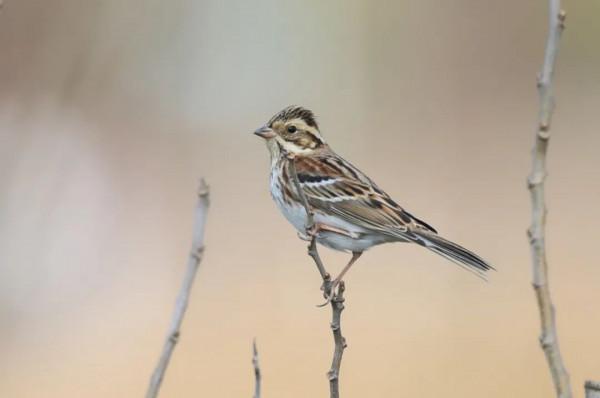 【提示】世界候鳥日，來欣賞申城最新的候鳥照片→