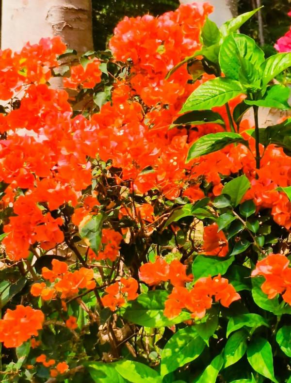 觀賞精品杜鵑 觀賞精品杜鵑