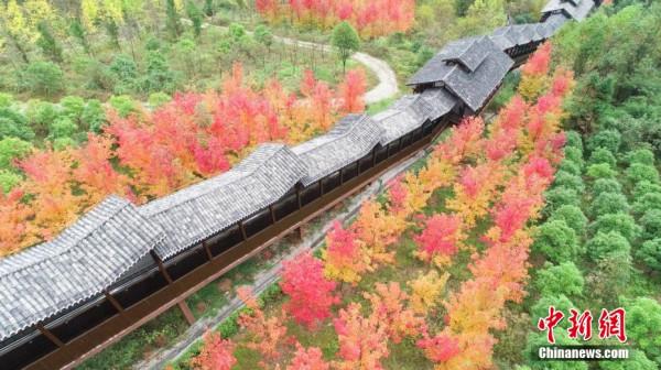 湖北恩施大峽谷：層林盡染 繽紛絢麗
