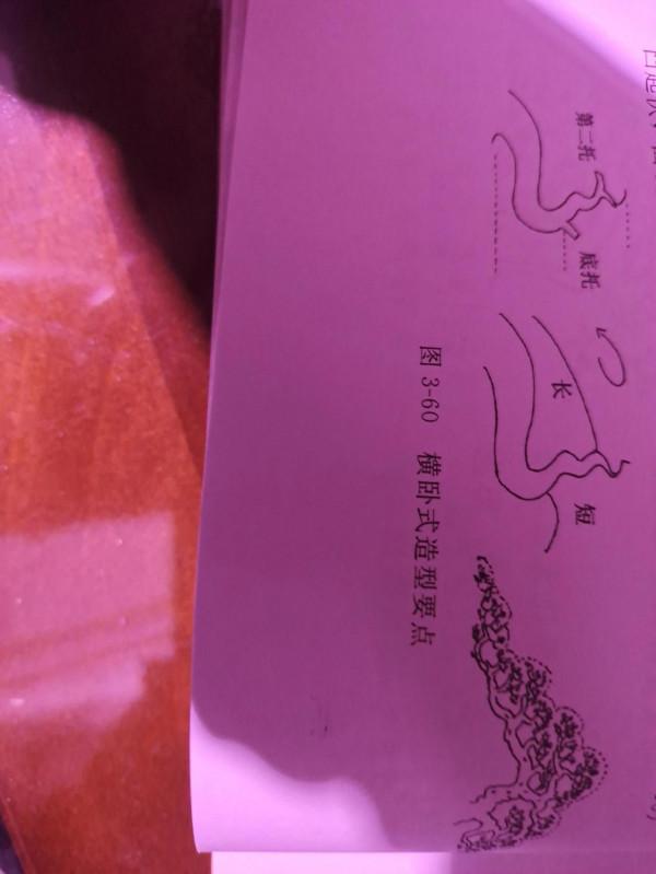 臥幹型盆景樁材如何造型?跟三水哥一起學盆景知識第十一期 臥幹型盆景樁材如何造型?跟三水哥一起學盆景知識第十一期