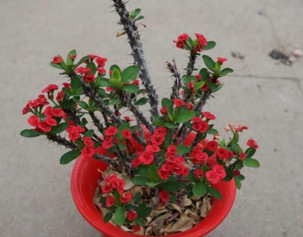 6種花“喝水少”，不用澆太勤，漂亮還好養