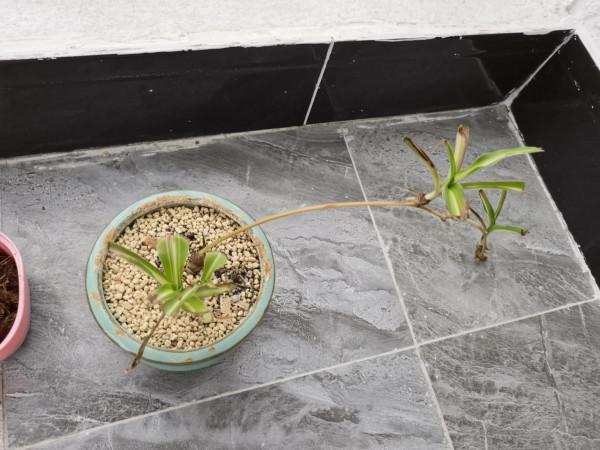 陽臺植物生長日記_第6天