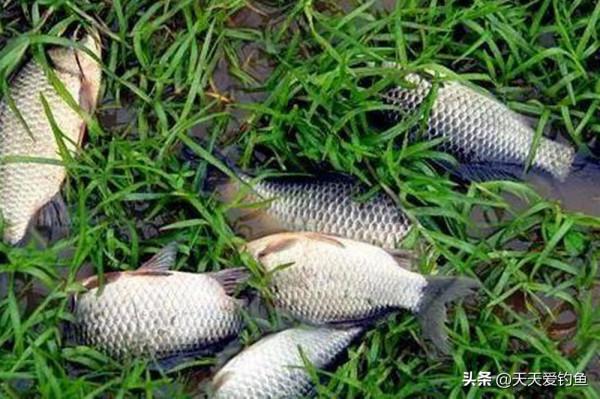 秋天釣鯽魚，以秋分為分界線，難度越來越小，要點就是“靈活”