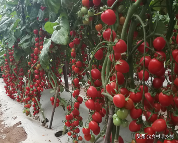 老爸一直用這個方法種植西瓜、甜瓜、地瓜等，高產好吃，賣價高