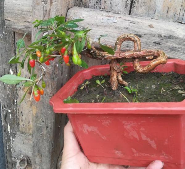 小盆栽，大用處！家裡就養這7種“健康花”，關鍵時刻幫大忙