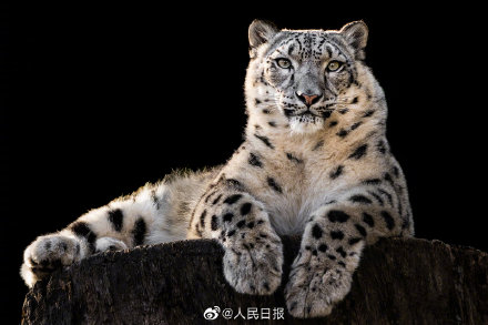 今天是世界雪豹日,一起保護“雪山之王” 今天是世界雪豹日,一起保護“雪山之王”