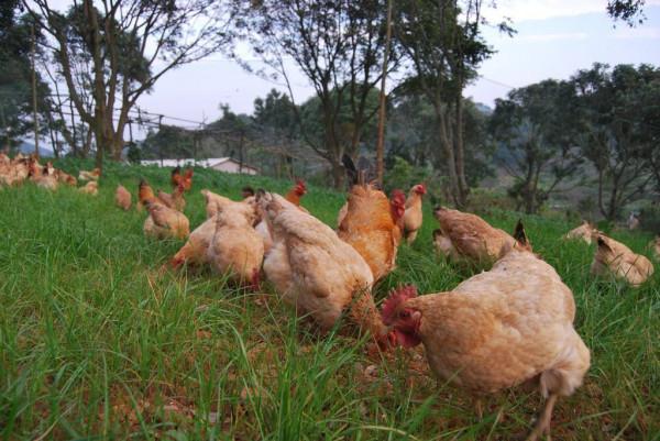 500元認領一窩雞大叔免費養，每月送30枚雞蛋年底吃雞肉，有多火