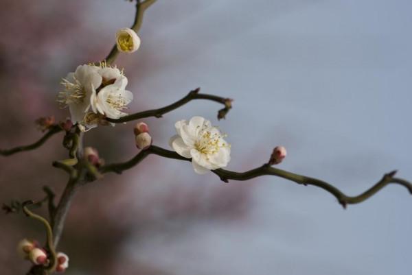 盆景中的精品——玉碟龍游梅 盆景中的精品——玉碟龍游梅