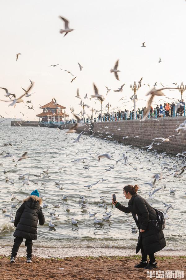 棧橋海鷗最佳觀賞季來了