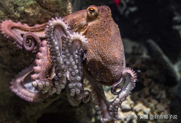 “換外套”的兔子,“會手工”的螃蟹,那些自然界的偽裝大師 “換外套”的兔子,“會手工”的螃蟹,那些自然界的偽裝大師