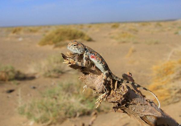 天然的火星模擬實驗場?世界旱極400多年沒下雨,為何仍有居民? 天然的火星模擬實驗場?世界旱極400多年沒下雨,為何仍有居民?