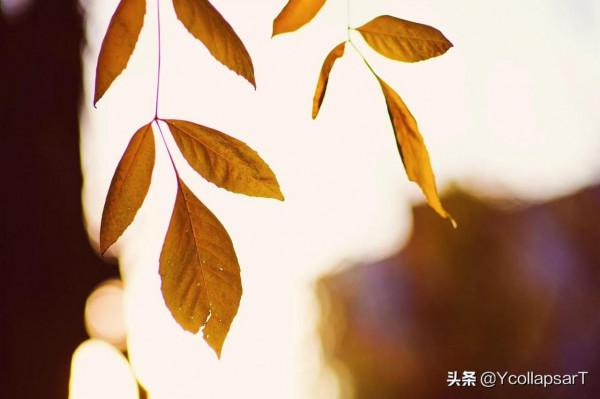 海子,孤獨的詩人,孤獨的詩歌 海子,孤獨的詩人,孤獨的詩歌