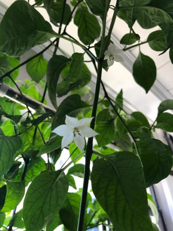 歷時三月,水培辣椒,敗給了亂入的大蒜 歷時三月,水培辣椒,敗給了亂入的大蒜