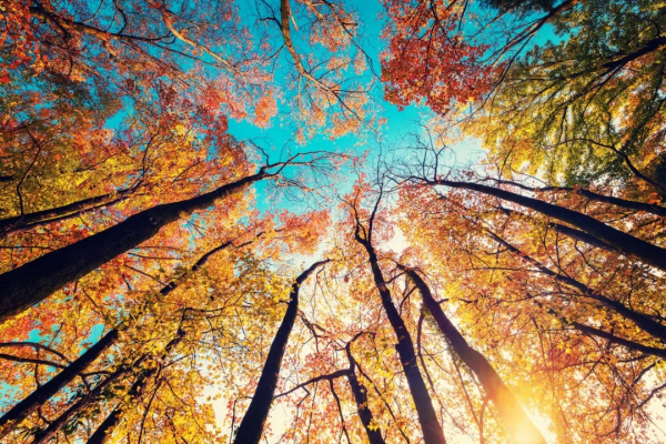 美好的10首秋天詩詞,陌上清秋處,歲月宜靜美 美好的10首秋天詩詞,陌上清秋處,歲月宜靜美