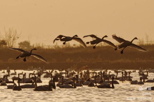 龍感湖的小天鵝 圖文/葉 樺