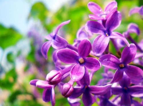 分享圖片，唯美浪漫丁香花