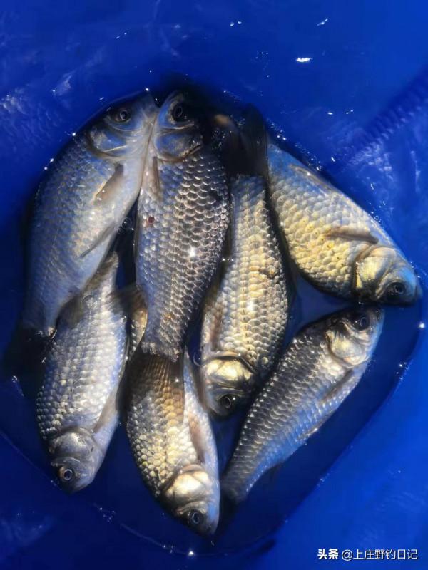 釣魚日記&mdash;&mdash;2022年2月6日（冰釣）